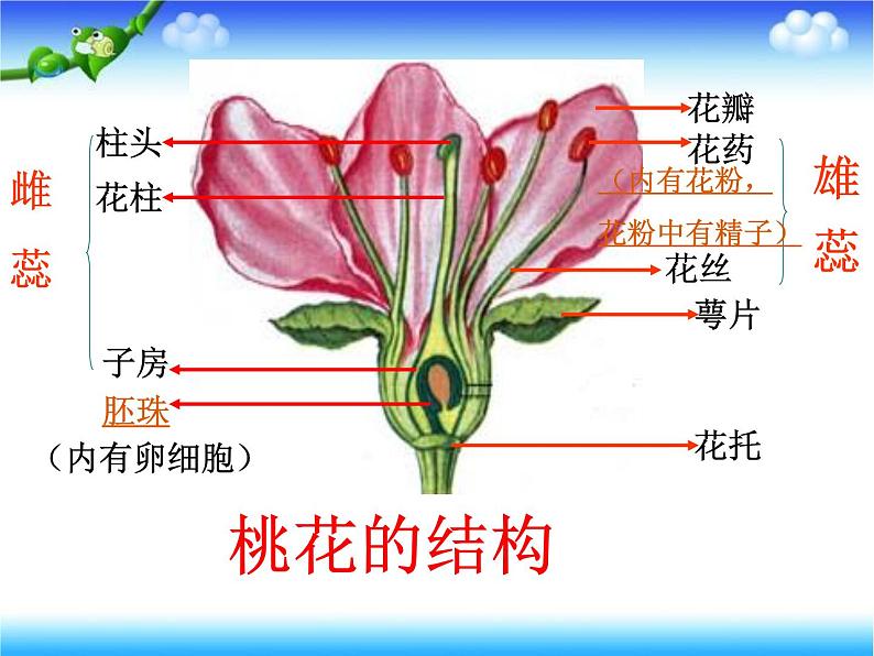 苏教版八下生物 21.2植物的有性生殖 课件02