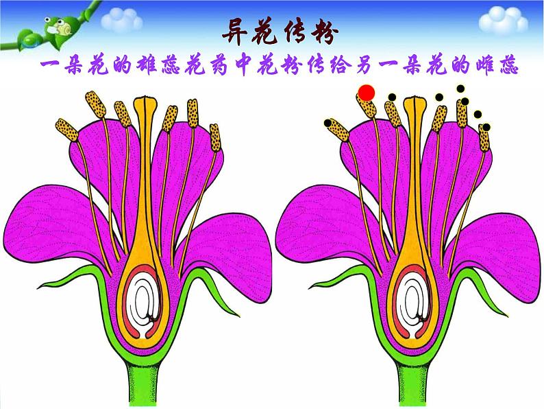 苏教版八下生物 21.2植物的有性生殖 课件06