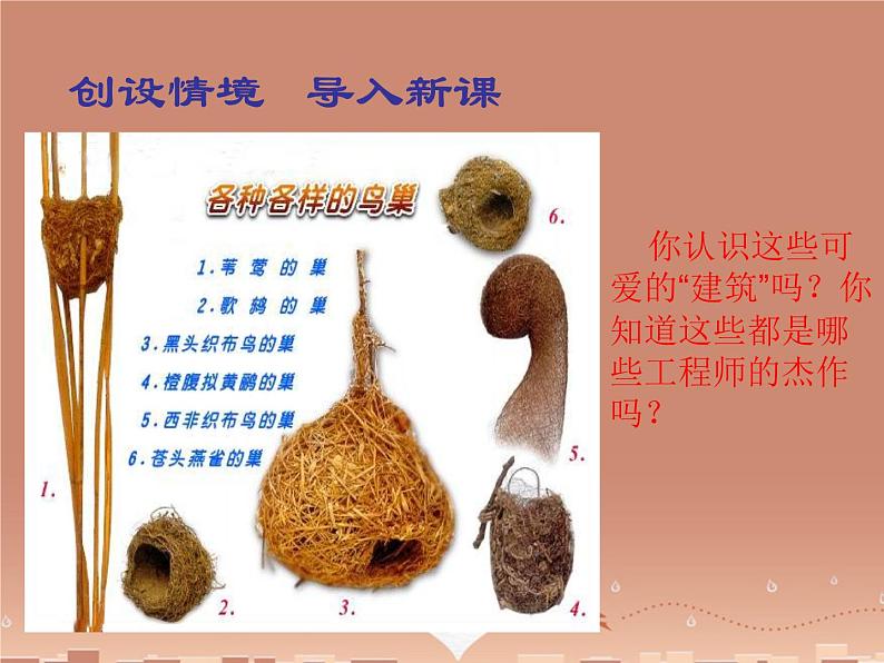 苏教版八下生物 21.5鸟类的生殖与发育 课件02