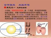 苏教版八下生物 21.5鸟类的生殖与发育 课件
