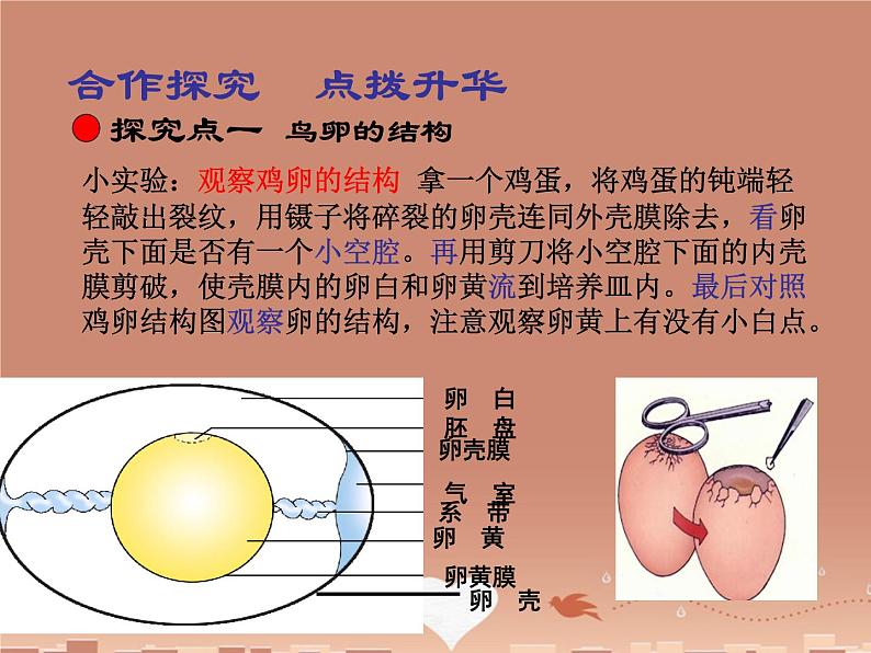 苏教版八下生物 21.5鸟类的生殖与发育 课件03