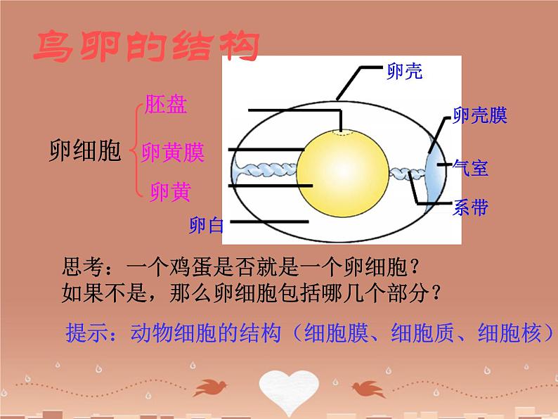 苏教版八下生物 21.5鸟类的生殖与发育 课件07