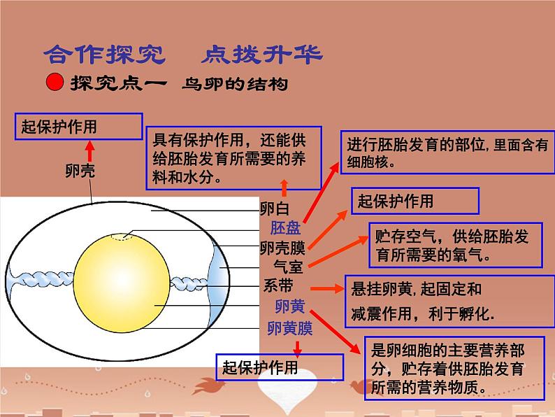 苏教版八下生物 21.5鸟类的生殖与发育 课件08