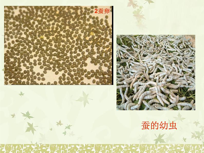 苏教版八下生物 21.3昆虫的生殖与发育 课件06