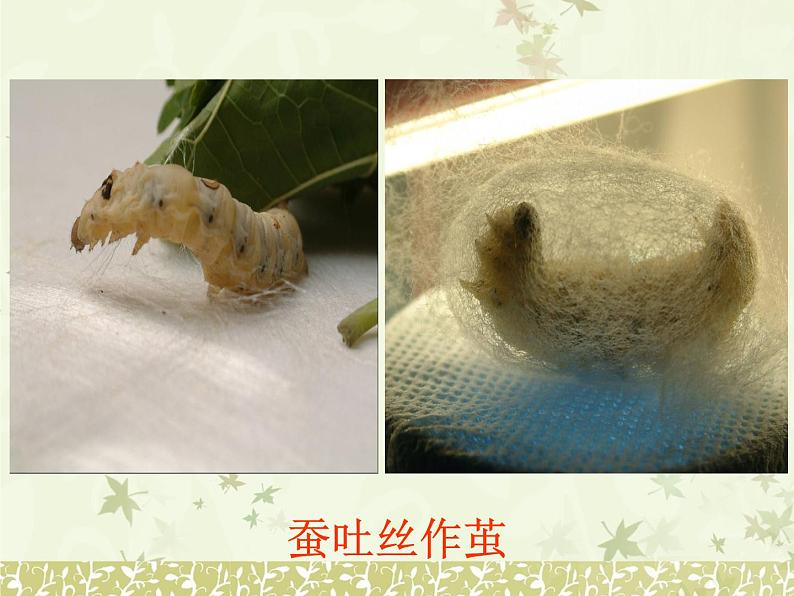 苏教版八下生物 21.3昆虫的生殖与发育 课件07