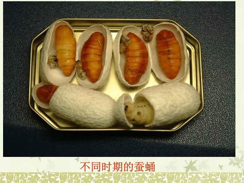 苏教版八下生物 21.3昆虫的生殖与发育 课件08