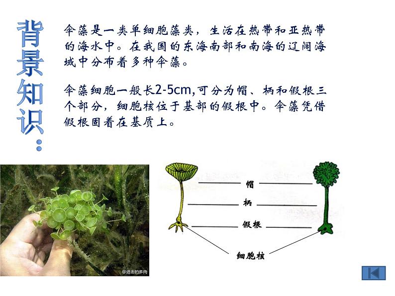 苏教版八下生物 22.1DNA是主要的遗传物质 课件05