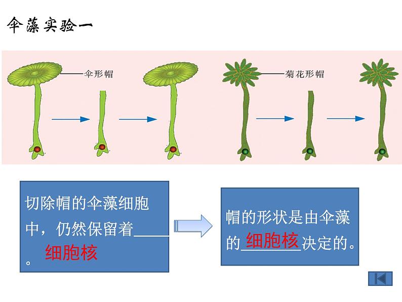 苏教版八下生物 22.1DNA是主要的遗传物质 课件06