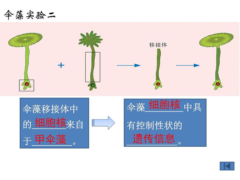 苏教版八下生物 22.1DNA是主要的遗传物质 课件07