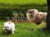 苏教版八下生物 22.5生物的变异 课件