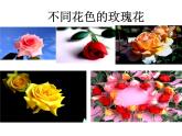 苏教版八下生物 22.5生物的变异 课件