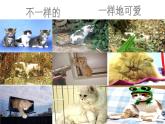 苏教版八下生物 22.5生物的变异 课件