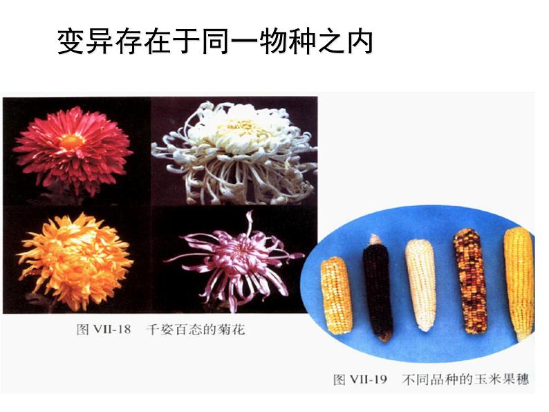 苏教版八下生物 22.5生物的变异 课件06