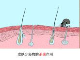 苏教版八下生物 25.3免疫 课件