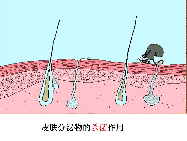 苏教版八下生物 25.3免疫 课件05