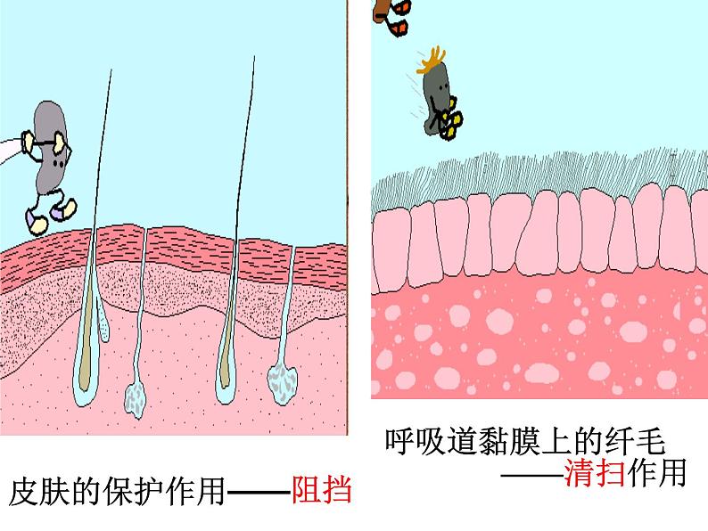 苏教版八下生物 25.3免疫 课件06