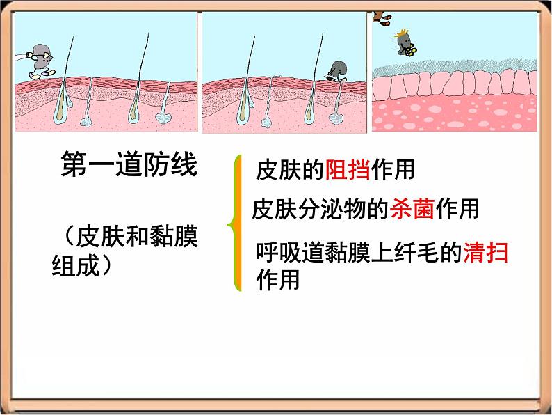 苏教版八下生物 25.3免疫 课件07