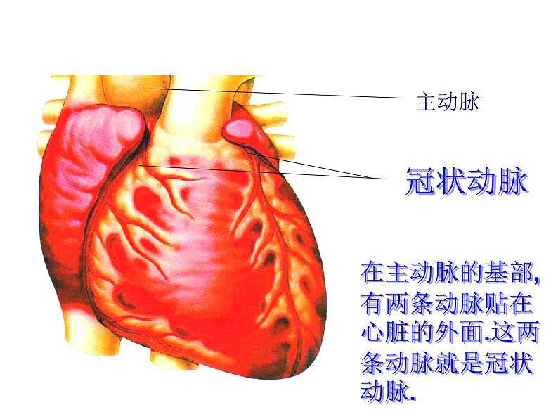 苏教版八下生物 25.2威胁健康的主要疾病 课件07