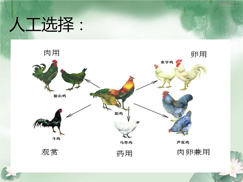 苏科版八下生物  23.3 生物进化的原因 课件03