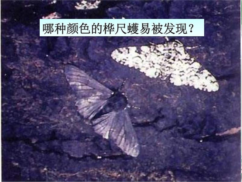 苏科版八下生物  23.3 生物进化的原因 课件06