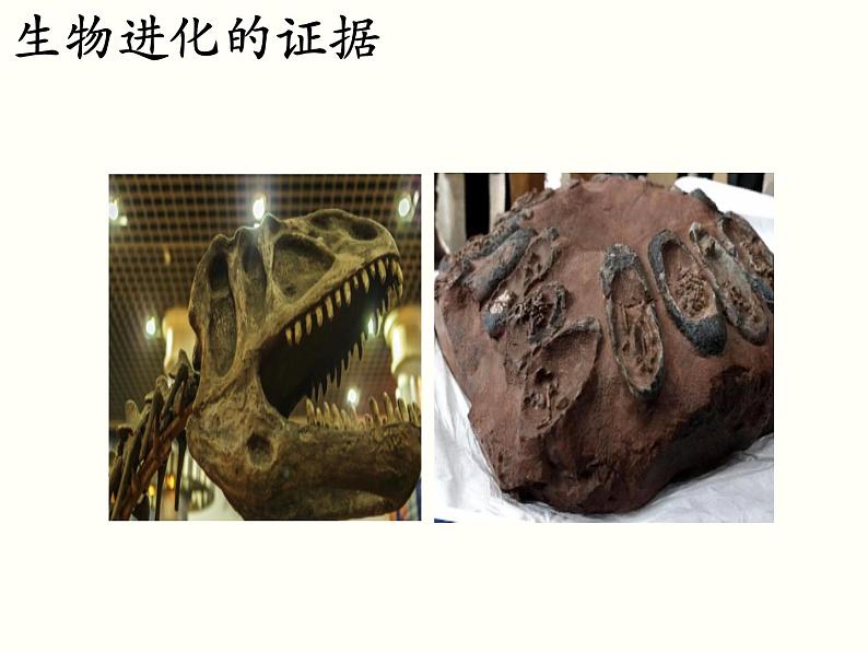 苏科版八下生物  23.2 生物进化的历程 课件04