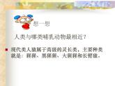苏科版八下生物  23.4 人类的起源和进化 课件