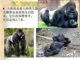 苏科版八下生物  23.4 人类的起源和进化 课件