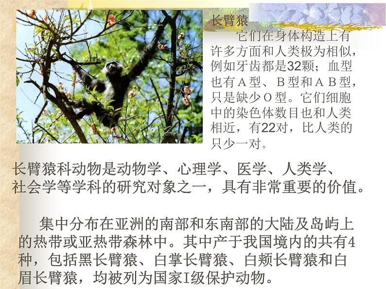 苏科版八下生物  23.4 人类的起源和进化 课件第7页