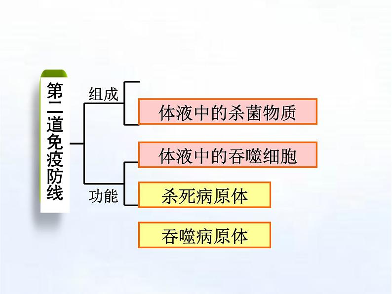 苏科版八下生物  24.1 人体的免疫防线 课件03