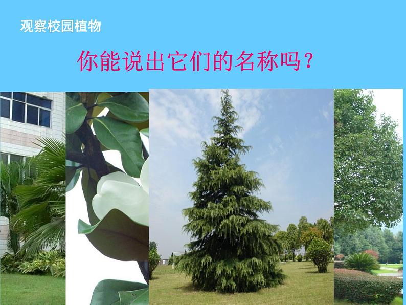 苏科版七下生物 14.1 生物的命名和分类 课件01