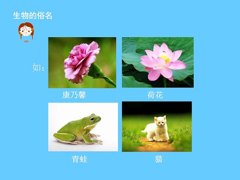 苏科版七下生物 14.1 生物的命名和分类 课件04