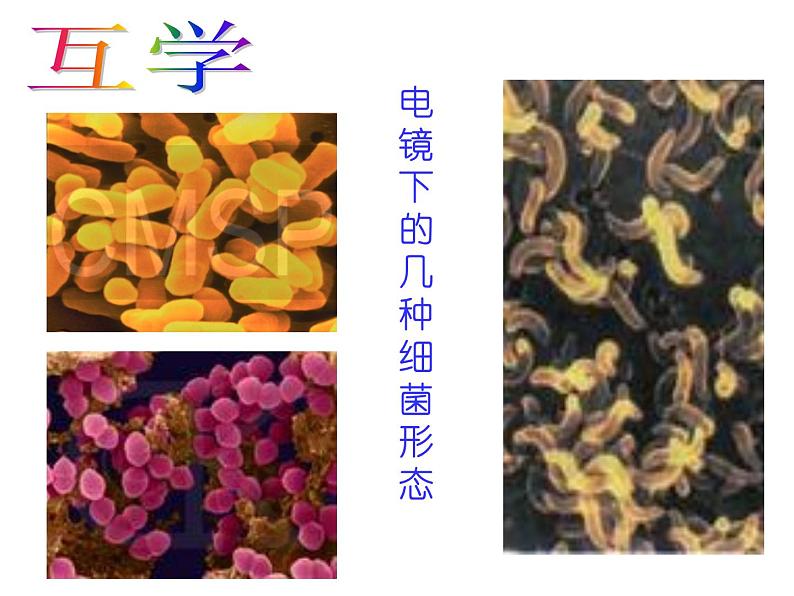 苏科版七下生物 13.2 土壤里的微生物 课件06