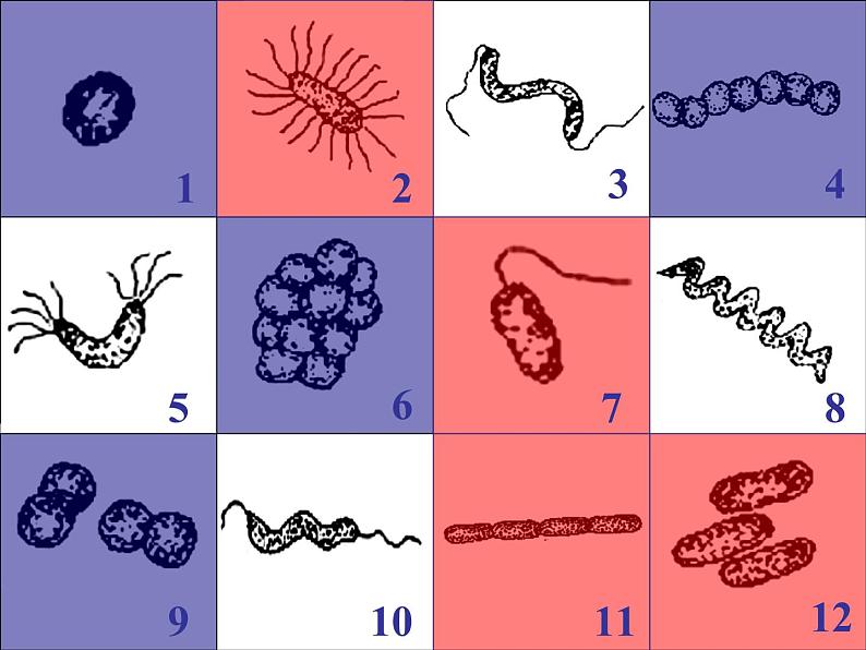 苏科版七下生物 13.2 土壤里的微生物 课件07