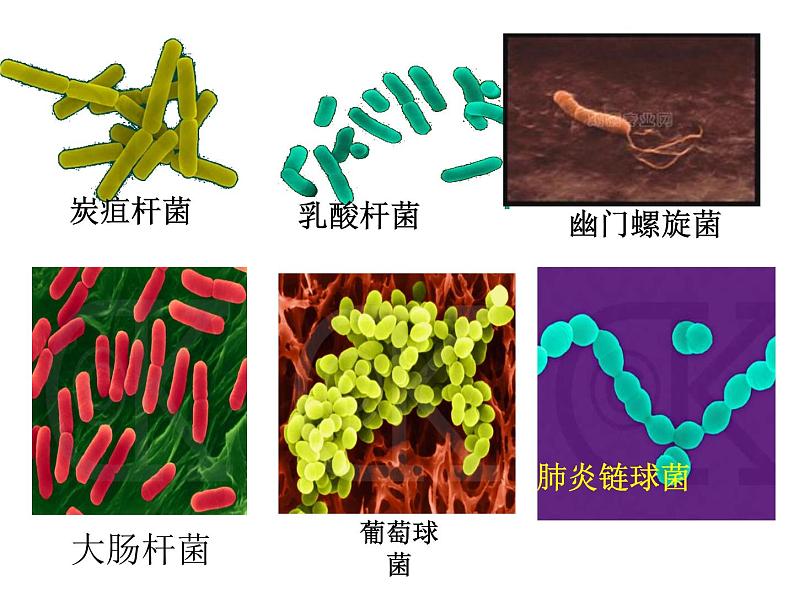 苏科版七下生物 13.2 土壤里的微生物 课件08