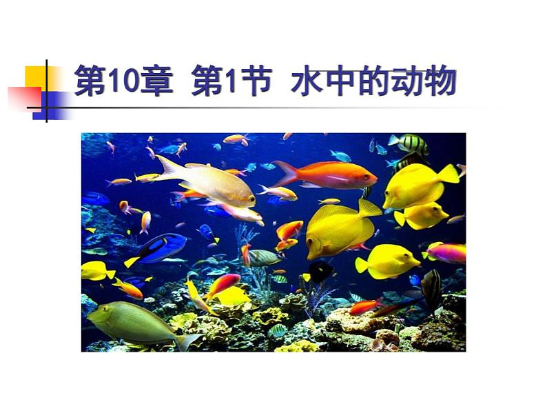 苏科版七下生物 10.1 水中的动物 课件01