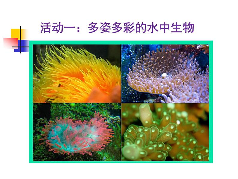 苏科版七下生物 10.1 水中的动物 课件02