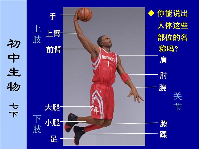 苏科版七下生物 9.2 人体的组成 课件07