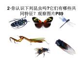 苏科版七下生物 12.2 昆虫 课件