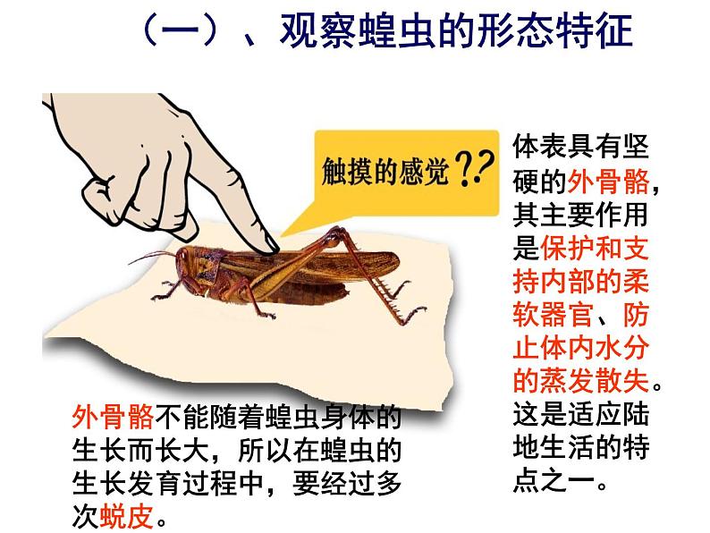 苏科版七下生物 12.2 昆虫 课件07