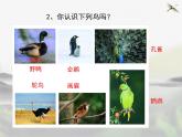 苏科版七下生物 12.1 鸟类 课件