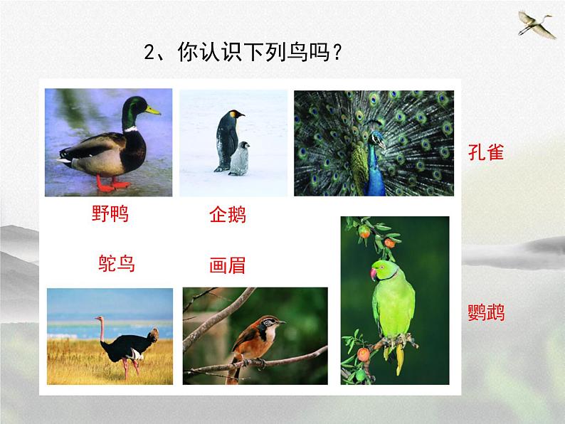 苏科版七下生物 12.1 鸟类 课件03