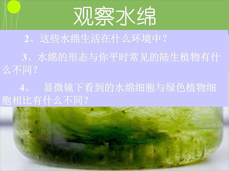 苏科版七下生物 10.2 水中的藻类植物 课件06