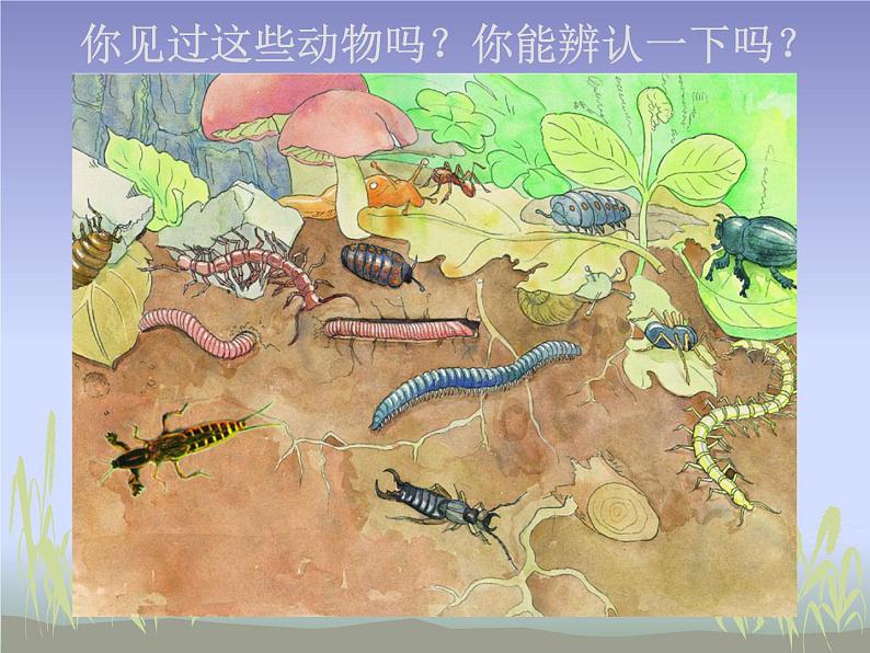 苏科版七下生物 13.1 土壤里的小动物 课件03