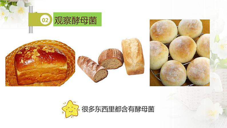 苏科版七下生物 9.3 单细胞的生物体 课件05