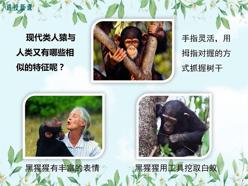 【精选备课】2022年春北师大版生物八下 7.21.3人类的起源与进化（教案+课件+学案+练习）05