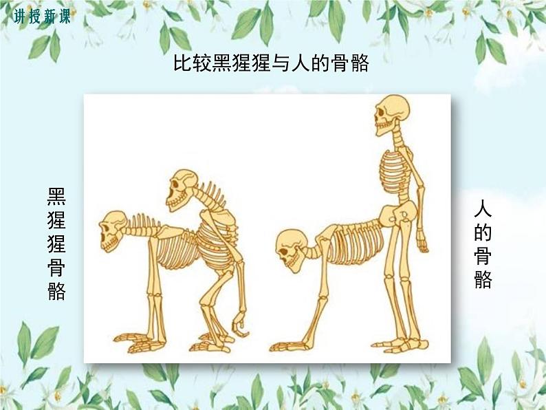 【精选备课】2022年春北师大版生物八下 7.21.3人类的起源与进化（教案+课件+学案+练习）06