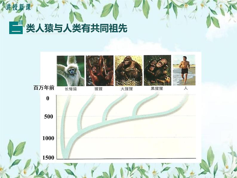 【精选备课】2022年春北师大版生物八下 7.21.3人类的起源与进化（教案+课件+学案+练习）08