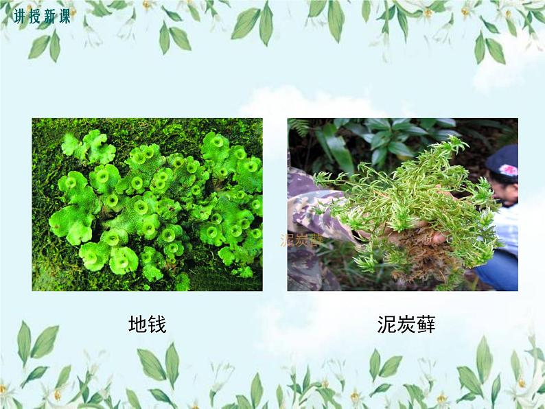 7.22.3植物的主要类群 (课件）第7页