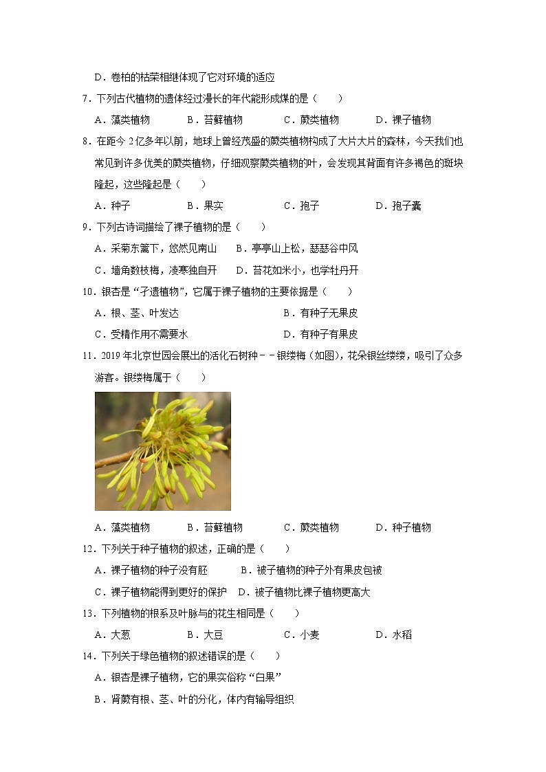 7.22.3植物的主要类群（同步练习）第2页