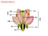 人教版生物八下《第一章 第一节 植物的生殖》课件